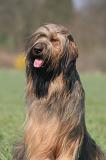 BRIARD 244